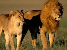 Возвращение больших кошек