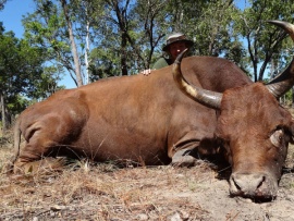 Австралийские ловцы быков