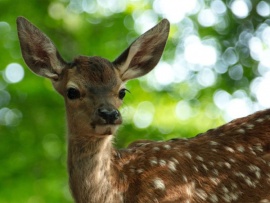 Бэмби. История жизни в лесу