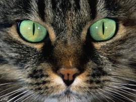 Тайная жизнь кошек