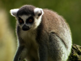 Мадагаскар: остров лемуров