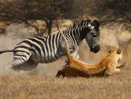 Неудачи хищников: когда добыча атакует