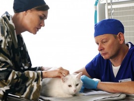 Котейка