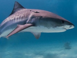 Офисный планктон среди акул