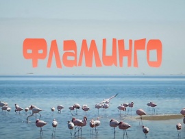 Фламинго