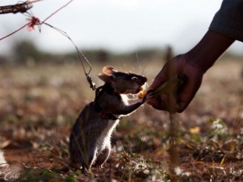Исаак. История маленького гиганта