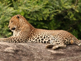 Дикая Шри-Ланка: Царство леопардов