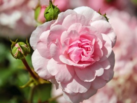 Царица сада