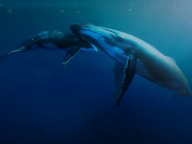 Титаны морских глубин