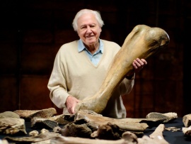 Аттенборо и кладбище мамонтов (2)