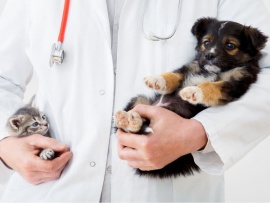 Призвание: ветеринар (2)