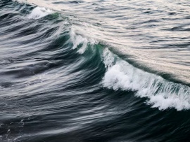 Бешеные псы