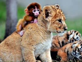 Опасные связи. Друзья и враги в дикой природе