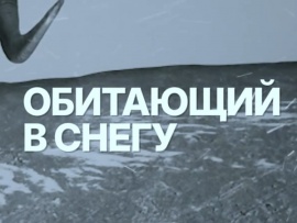Обитающий в снегу