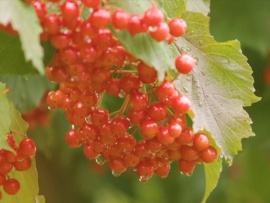 Это вырастил я! (2)