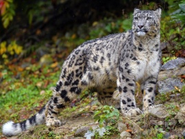 История снежного барса