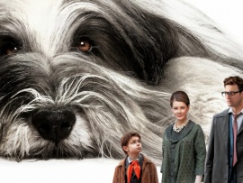 Каждый мечтает о собаке