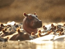 Бегемот против крокодила