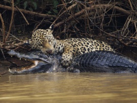 Враждебная планета