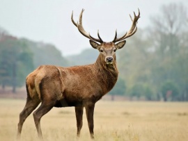 Его Величество Олень! (2)