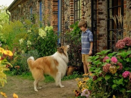 Лесси - лохматый детектив