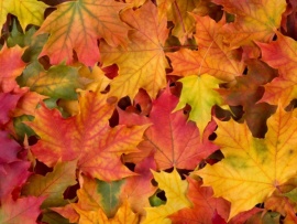 Больше тени - ярче листья