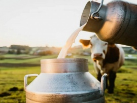 Коровий дар