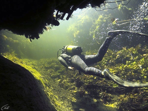 Подводный мир Окаванго