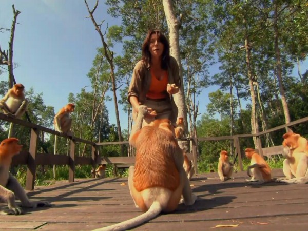 Чудаки животного мира