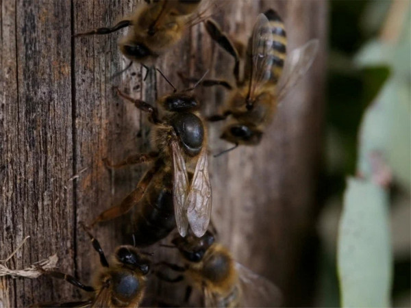 В царстве черной пчелы