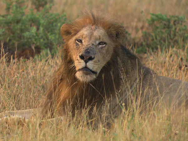 Сесил: наследие короля