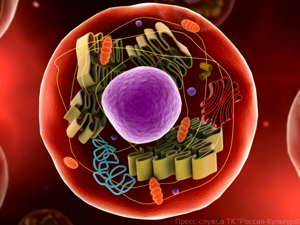 Секреты живой клетки