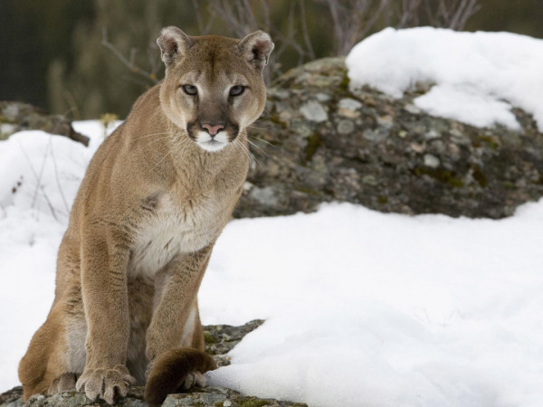 Пума против волка