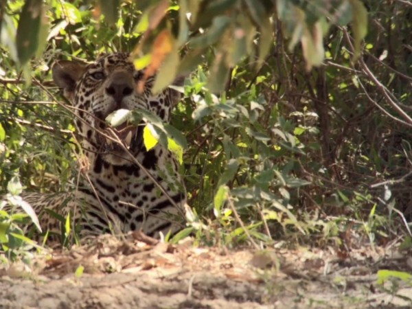 Ягуар — король джунглей