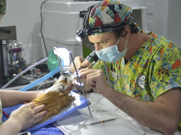 Клиника странных животных (2)