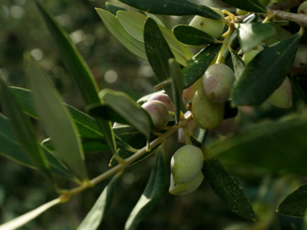 Искусство делать оливковое масло