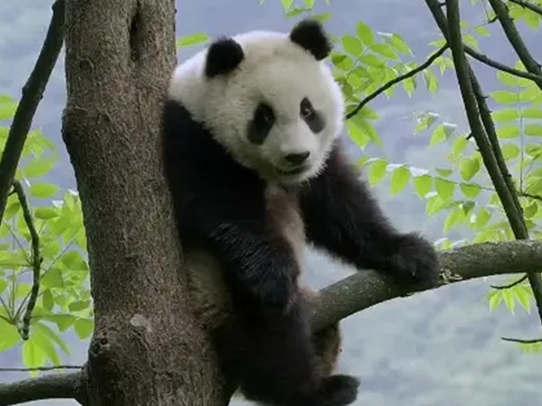 Четыре сезона в королевстве панд (2)