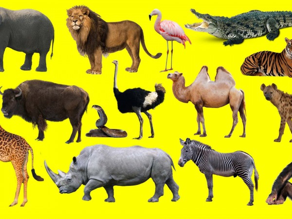 Что в меню акулы?