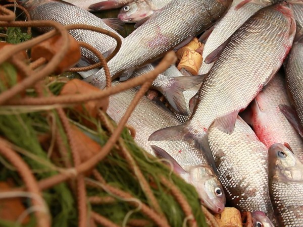 Промысловый лов чира на Оби (2)