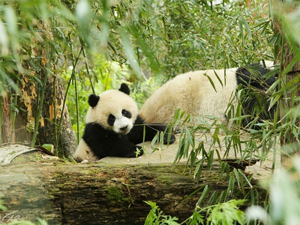 Земля: один потрясающий день