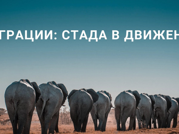 Миграции: стада в движении