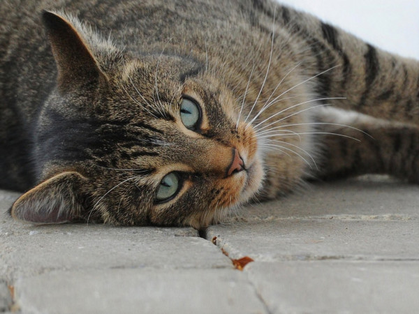 Кошки Японии