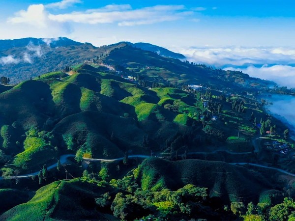 Искусство выращивать дорогие чаи