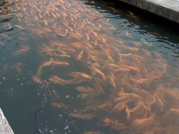 Абинское форелевое хозяйство