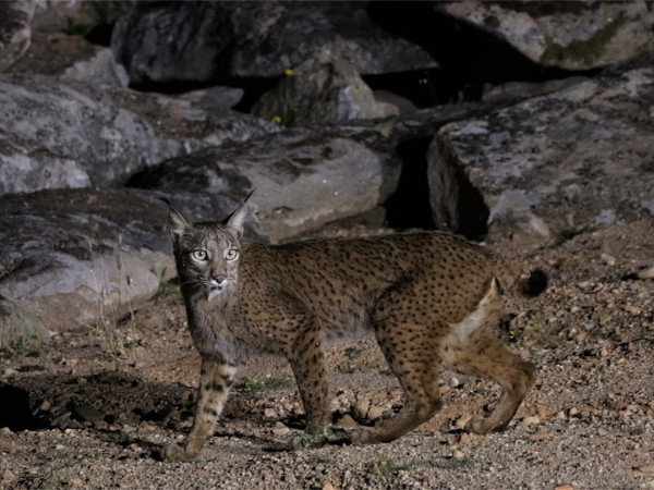 Иберийская рысь — хозяйка диких земель (2)