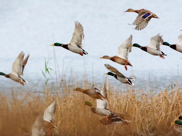 Великое переселение пернатых