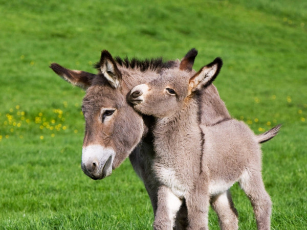 Время осликов
