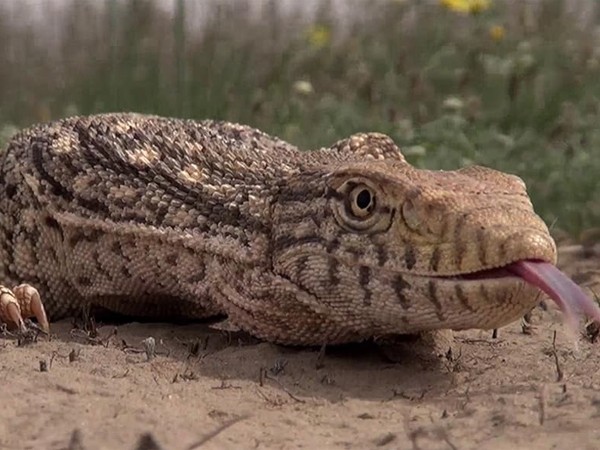 Аламто — страна рептилии