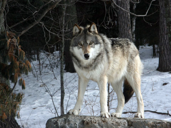 Возвращение волков