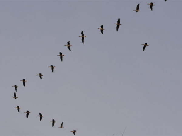 К вершинам охоты